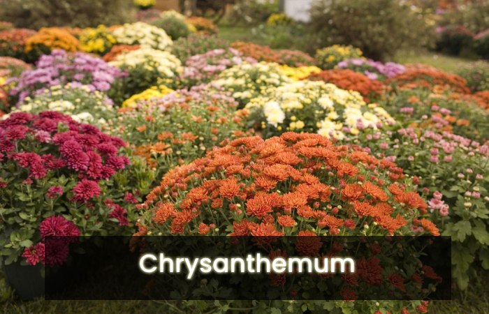 Chrysanthemum