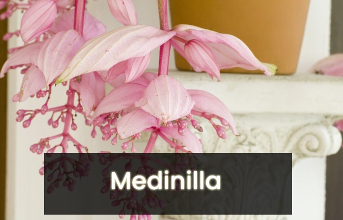 Medinilla