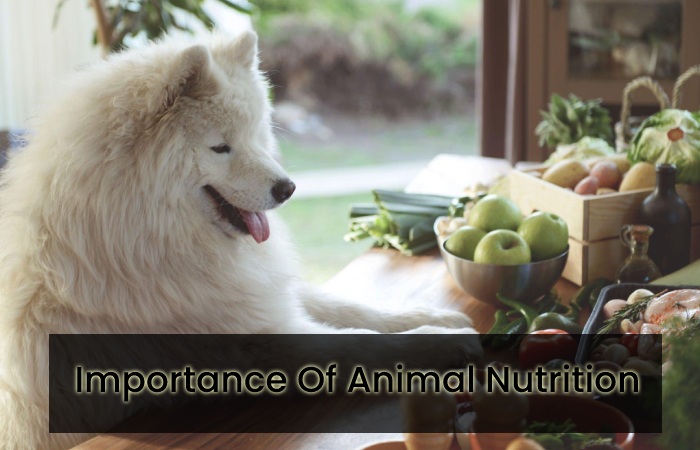 Importance Of Animal Nutrition