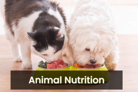 Animal Nutrition