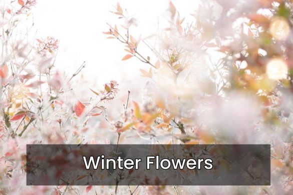 winter flowers