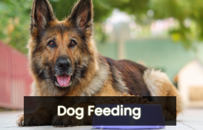 Dog Feeding