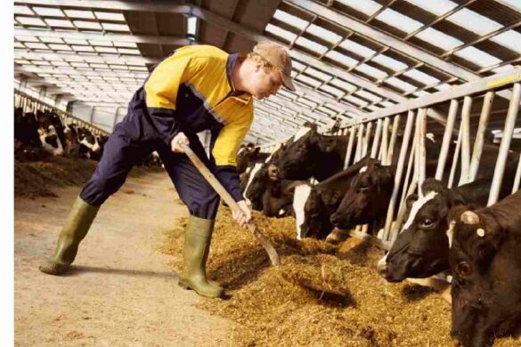 Animal Nutrition